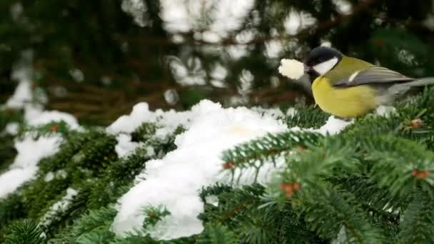 Vogel auf Kiefer Winter Kohlmeise parus major 4k — Stockvideo