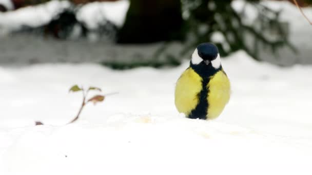 Pájaro en la nieve invierno Great Tit Parus major 4k — Vídeos de Stock