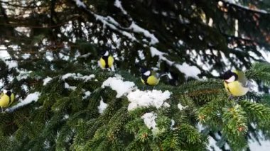 Kuş çam ağacı kışın büyük baştankara Parus büyük 4k