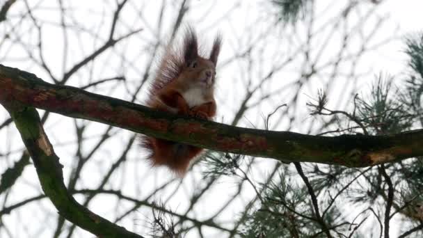 Scoiattolo rosso su foresta di alberi 4k — Video Stock