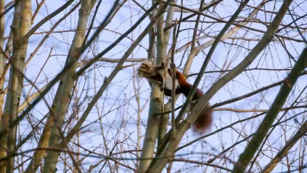 Zrzavá veverka na lesní 4k — Stock video