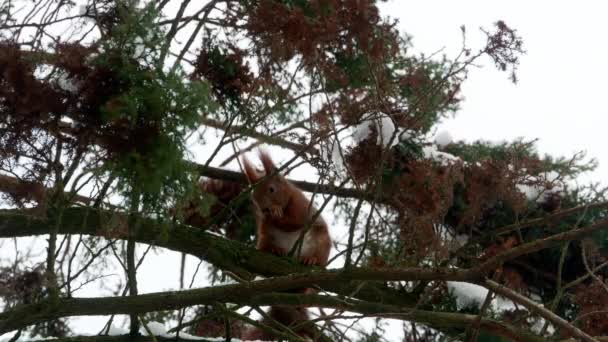 Esquilo vermelho na floresta de árvores 4k — Vídeo de Stock