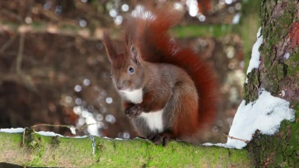 Red Squirrel on tree forest 4k — Stock Video
