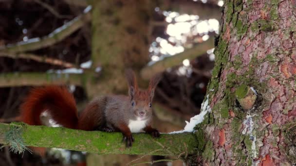 Red Squirrel on tree forest 4k — Stock Video