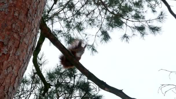 Esquilo vermelho na floresta de árvores 4k — Vídeo de Stock