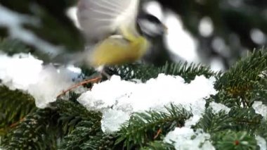 Kuş çam ağacı kışın büyük baştankara Parus büyük 4k