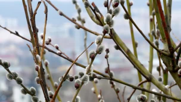 Rama de árbol con brotes de fondo, primavera 4k — Vídeos de Stock