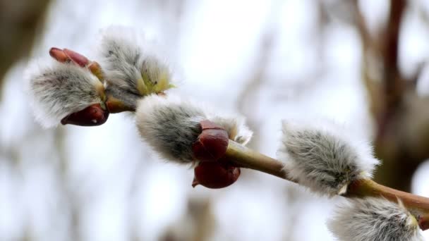 Tree branch with buds background, spring 4k — Stock Video