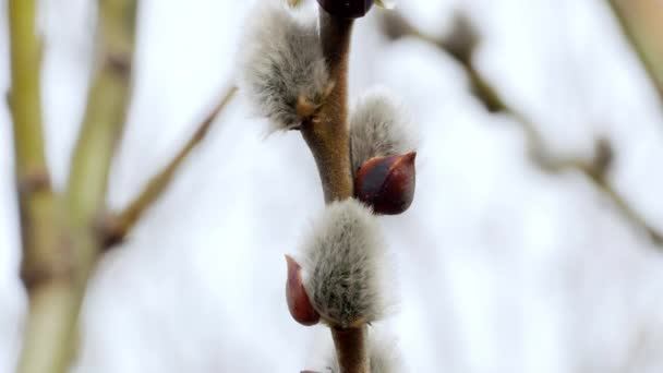 树枝与芽背景, 春天4k — 图库视频影像