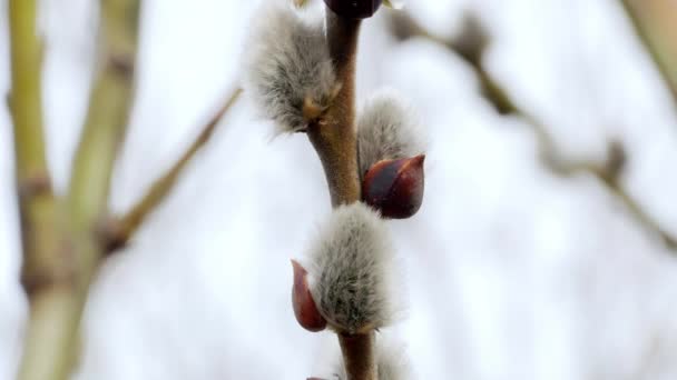 Ast mit Knospen Hintergrund, Frühling 4k — Stockvideo