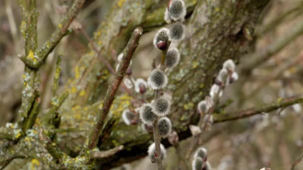 Árvore ramo com botões de fundo, primavera 4k — Vídeo de Stock