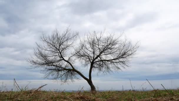 Piękne drzewo niebo poklatkowe 4k — Wideo stockowe