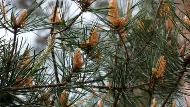 Conos de pino amarillo en los pinos. Ramas de pino con conos, de cerca. Macro — Vídeo de stock