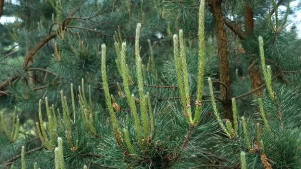 Yellow pine cones on the pine trees. Pine branches with cones, close up. Macro — Stock Video