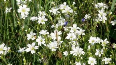 4 k ormandaki rüzgarda sallanan çiy ile kır çiçekleri