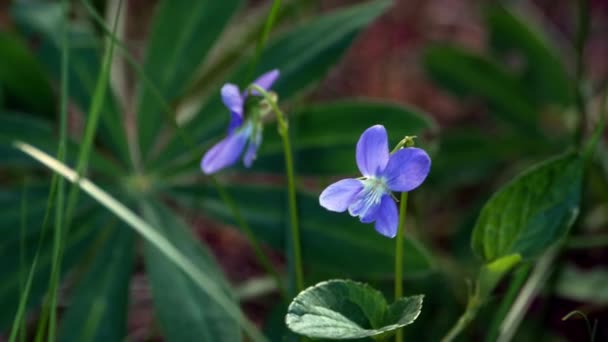 Fleurs sauvages avec rosée balançant sur le vent dans la forêt 4k — Video