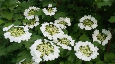 guelder gül kartopu tinus güneşli gün 4 k bush