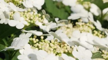 guelder gül kartopu tinus güneşli gün 4 k bush