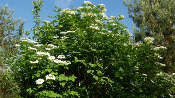 Arbusto guelder rosa viburnum tinus día soleado 4k — Vídeos de Stock