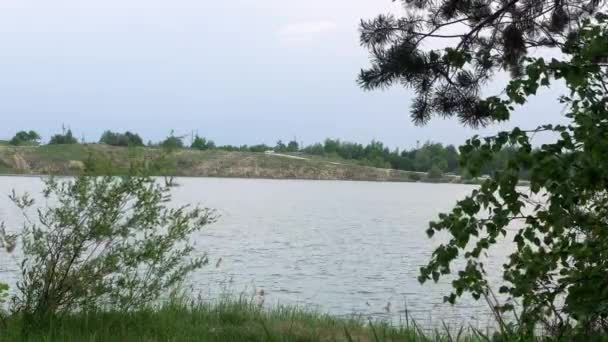Lago bulrush caña naturaleza pino 4k — Vídeo de stock