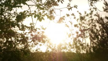 4 k güneş doğarken ağaç büyüyen