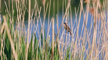 Kuş türü scirpaceus kuş şarkı bulrush 4k