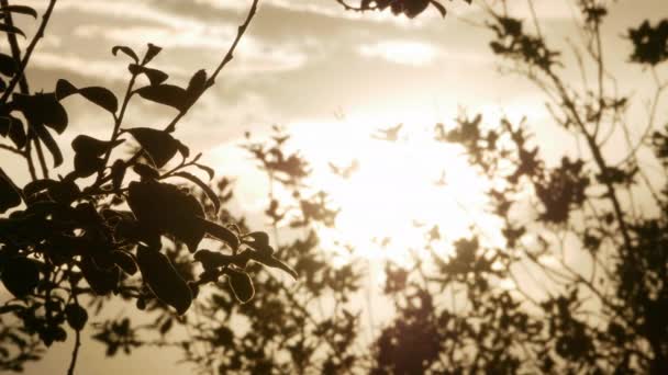 日出时生长的树4k — 图库视频影像