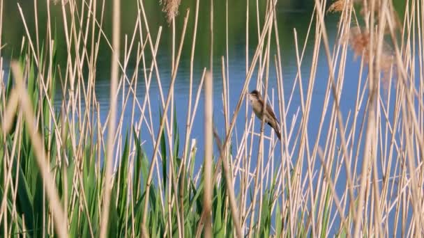 Acrocephalus scirpaceus pássaro cantar em bulrush 4k — Vídeo de Stock