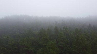 Orman, sisli hava aracı görüntüsü