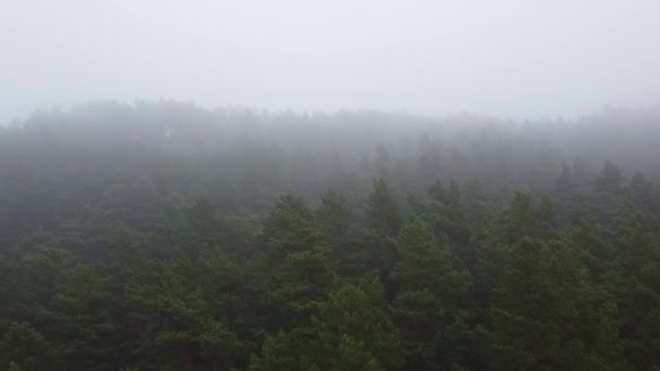 Las silny mgła powietrzny dron widok — Wideo stockowe