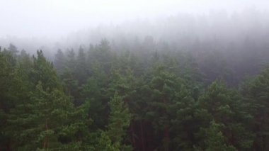 Orman, sisli hava aracı görüntüsü