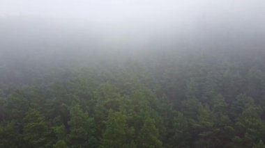 Orman, sisli hava aracı görüntüsü