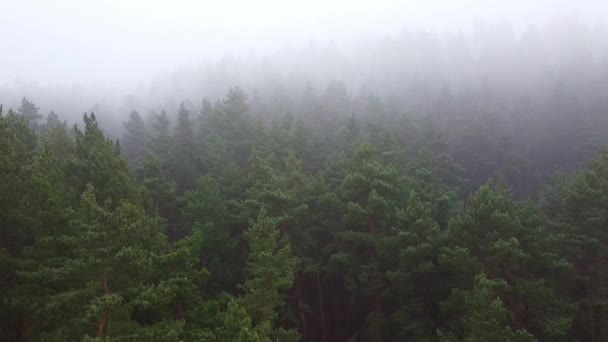 숲 속의 짙은 안개가 자욱 한 공중 드론 사진 — 비디오