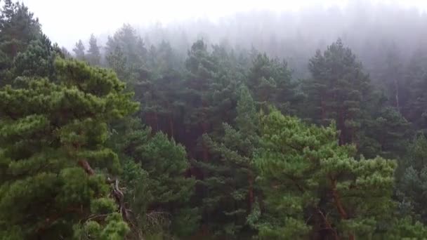 Лесной сильный туман — стоковое видео