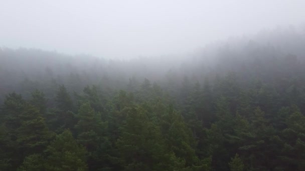 Δάσος ισχυρή ομίχλη εναέρια άποψη drone — Αρχείο Βίντεο