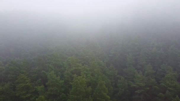 Las silny mgła powietrzny dron widok — Wideo stockowe