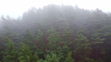 Orman, sisli hava aracı görüntüsü