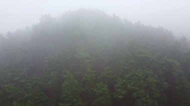 Orman, sisli hava aracı görüntüsü