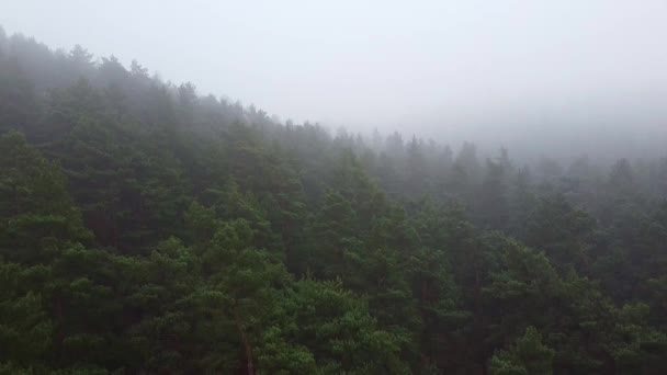 Δάσος ισχυρή ομίχλη εναέρια άποψη drone — Αρχείο Βίντεο