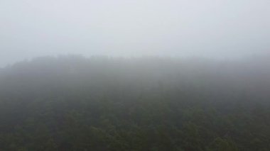 Orman, sisli hava aracı görüntüsü