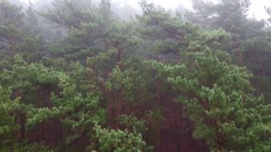 Orman, sisli hava aracı görüntüsü