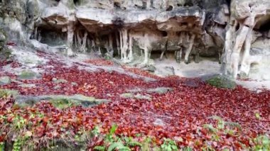Ormandaki mağara mağarası.