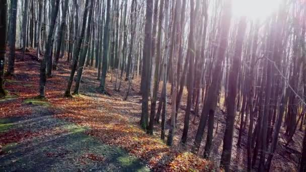 Herfst bos zon gloeien dag — Stockvideo