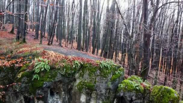 La grotte de la grotte dans la forêt 