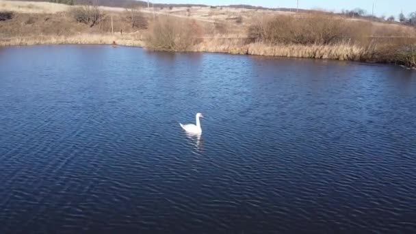 Swan on a lake aerial view — 비디오