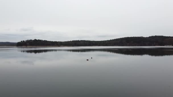 Duck swimming on the lake evening pond — Stockvideo