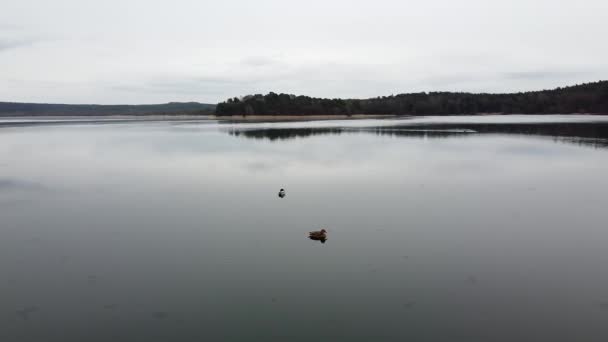 Duck swimming on the lake evening pond — Stockvideo