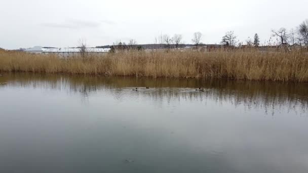 Утка плавает на озере вечером пруд — стоковое видео