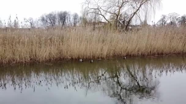 鸭在湖畔的黄昏池塘里游泳 — 图库视频影像