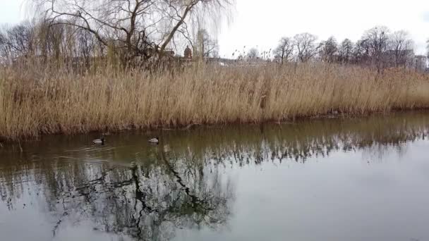 Eend zwemmen op het meer 's avonds vijver — Stockvideo